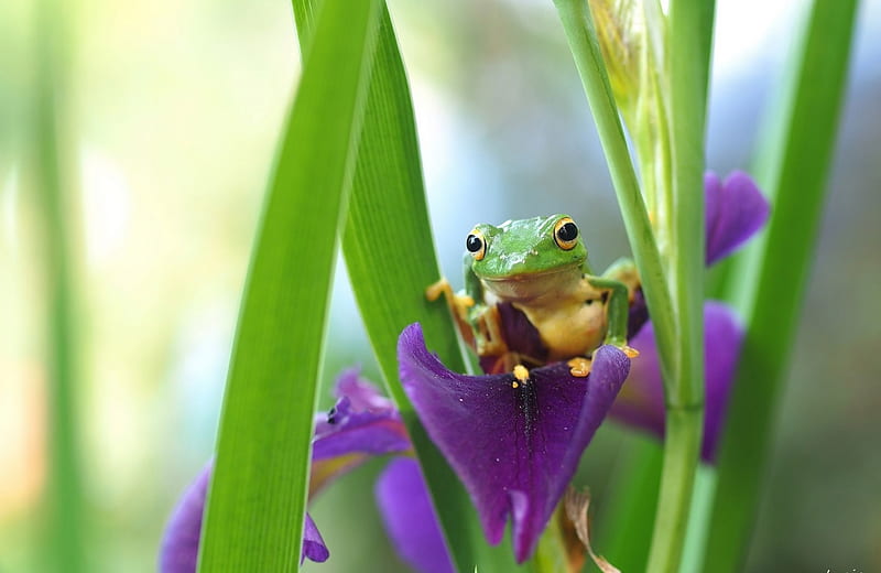 Frog, green, flower, yellow, pink, animal, by lucia, iris, HD wallpaper