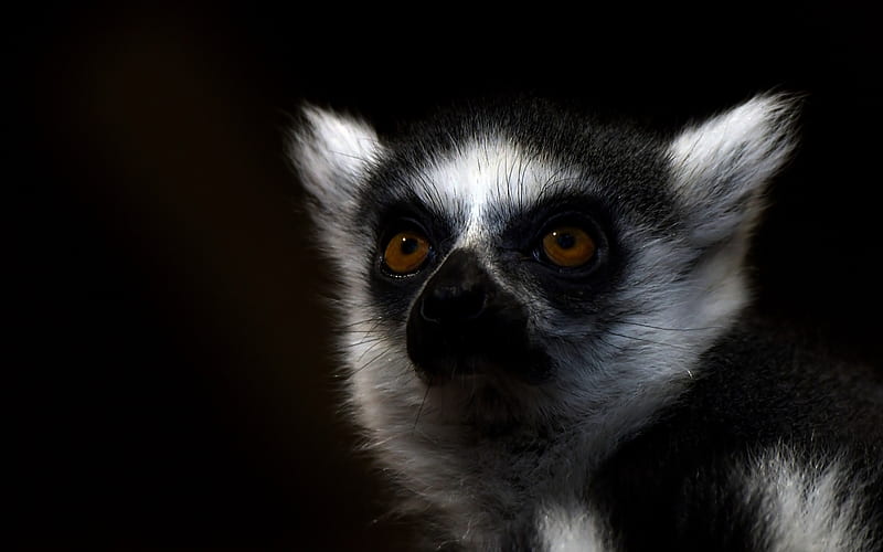 lemur, Madagascar, wildlife, portrait, Lemuriformes, HD wallpaper