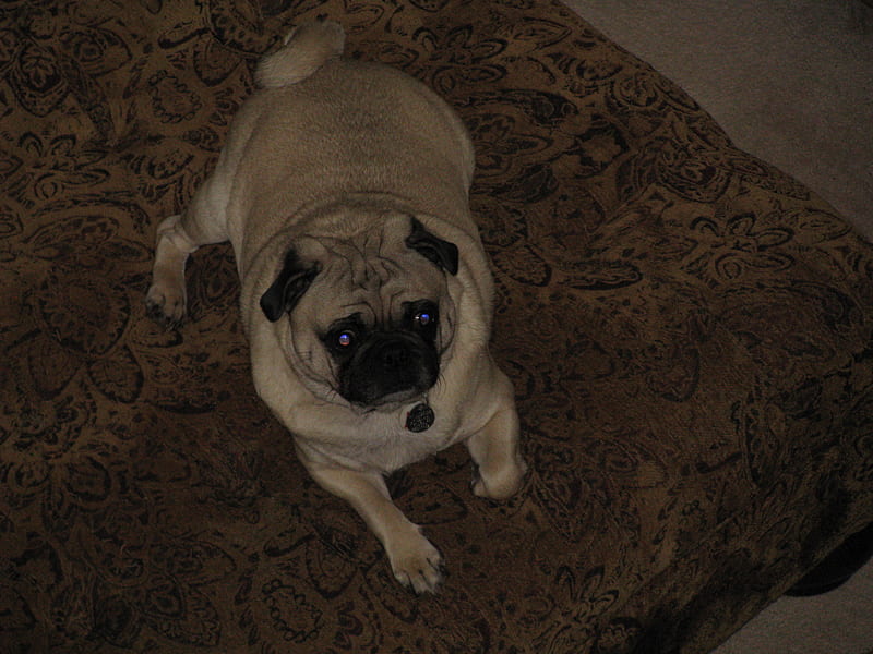 Pug in repose, pug, HD wallpaper