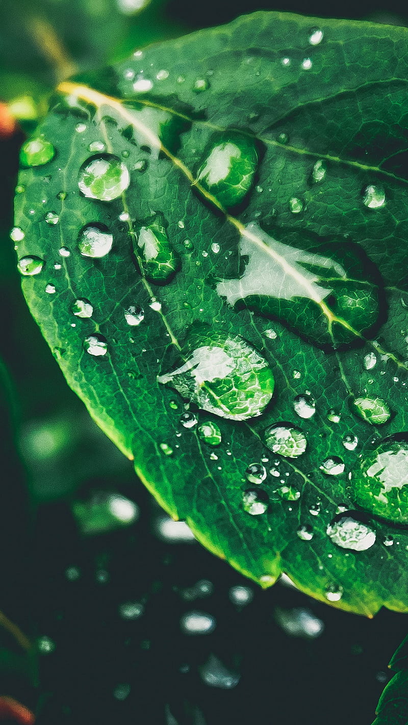 Drops on Leaf, macro, nature, green, rain, water, raindrops, waterdrops ...