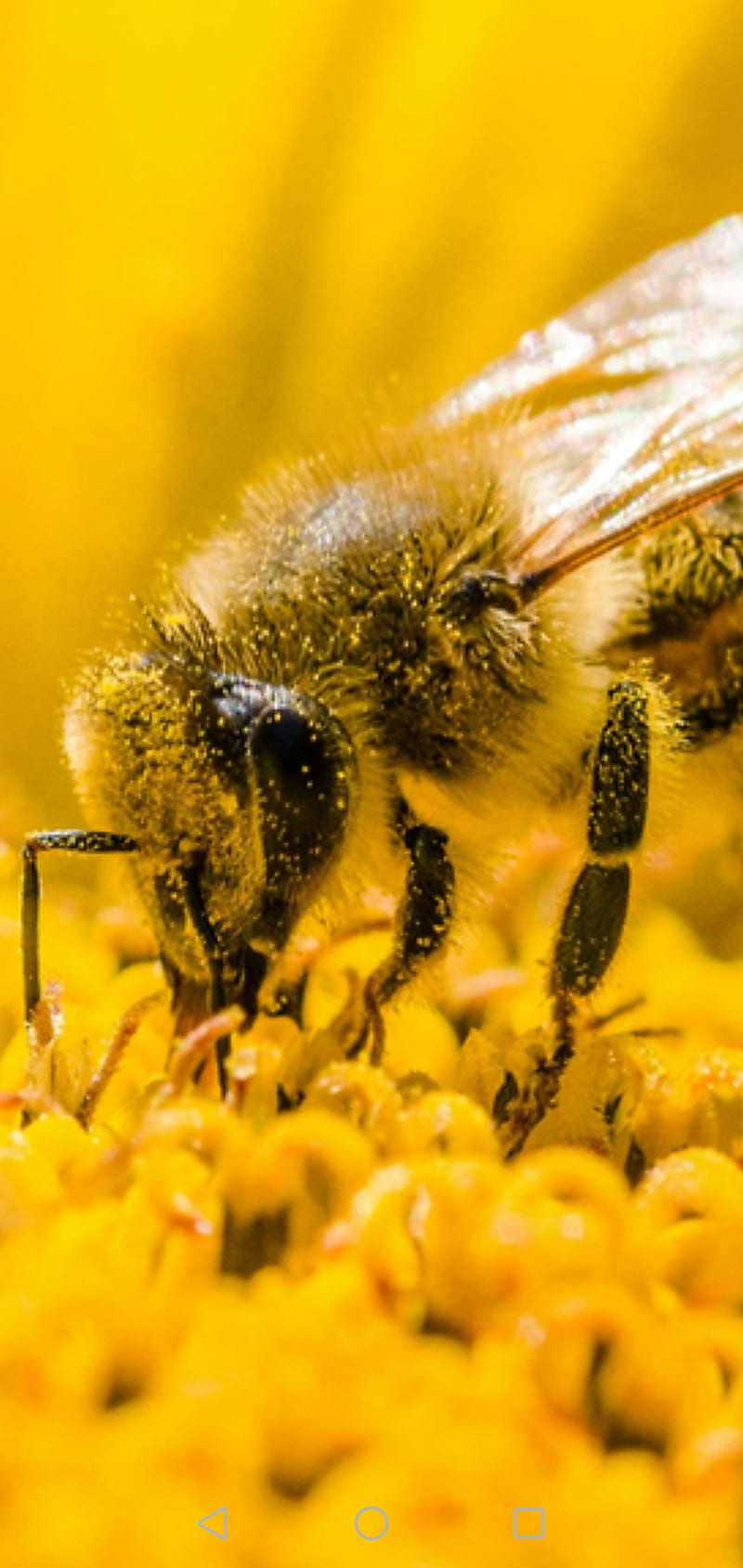 Abeja, abejas, Fondo de pantalla de teléfono HD | Peakpx