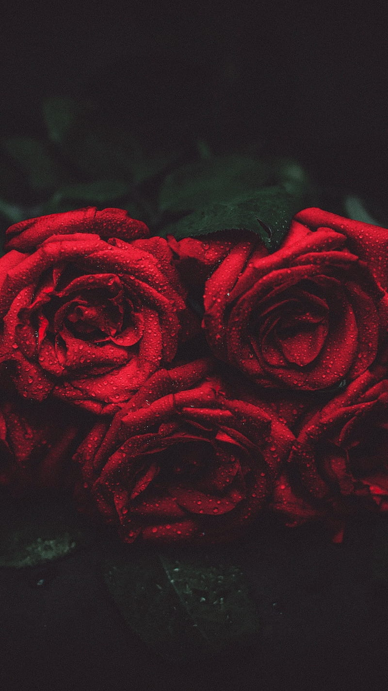Rosas rojas, negras y rojas, oscuras, flores, amor, rosa, Fondo de pantalla  de teléfono HD | Peakpx