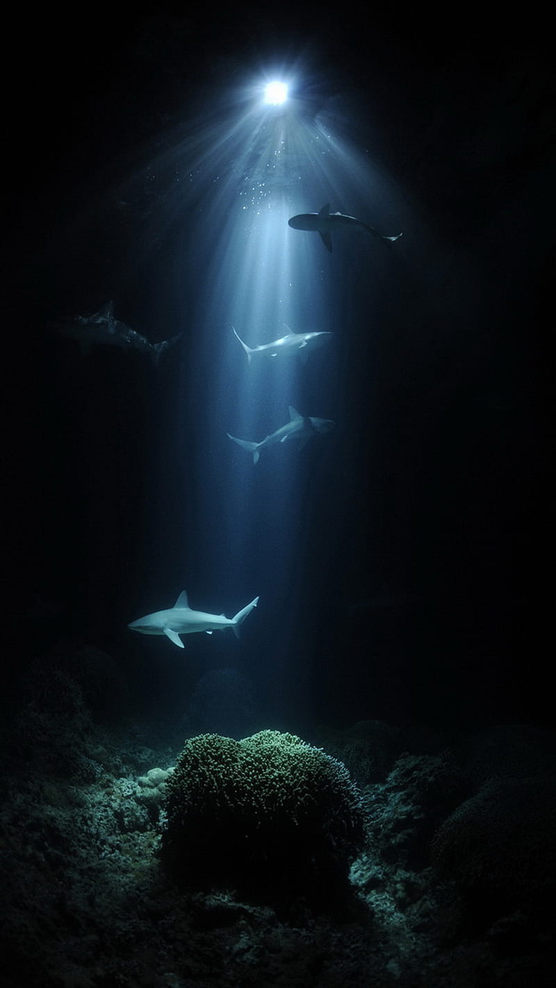 Under Sea, fish, water, HD phone wallpaper