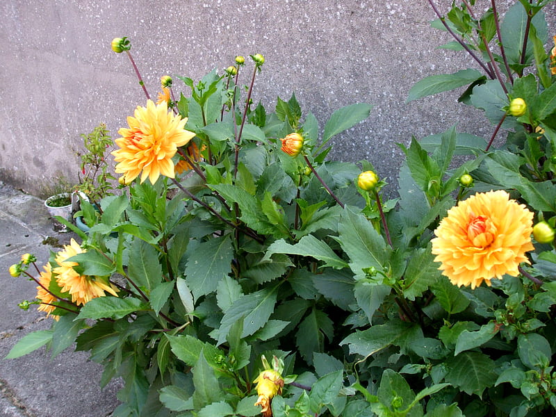 Another beautiful dahlia pic, Yellow, Bulbs, Garden, Plants, Summer, HD wallpaper
