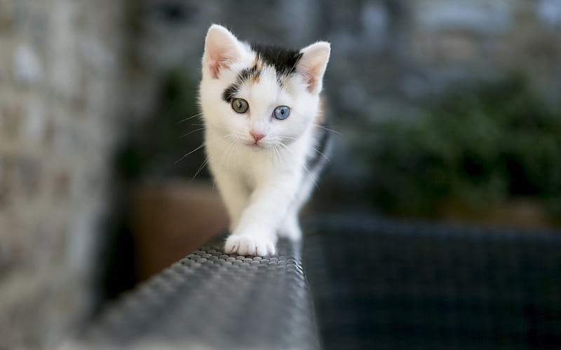 little kitten, white kitten, cats, HD wallpaper
