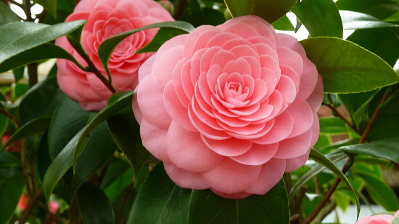 Camellia, closeup, flowers, pink, HD wallpaper