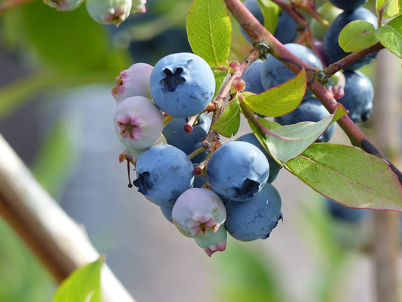 Blueberry, summer, blue, green, fruit, garden, leafs, HD wallpaper