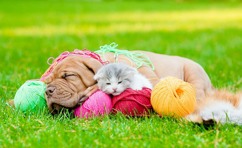 A Day In The Life Of Playtime Buddies, yarn, grass, cat, kitten, puppy, dog, HD wallpaper
