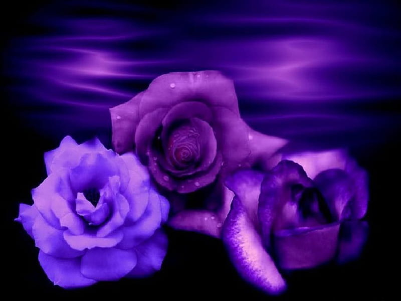 Passion, three, flowers, roses, purple, HD wallpaper