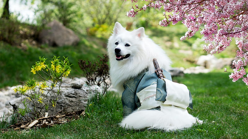 White Dog Is Sitting On Grass In Blur Garden Background Dog, HD wallpaper