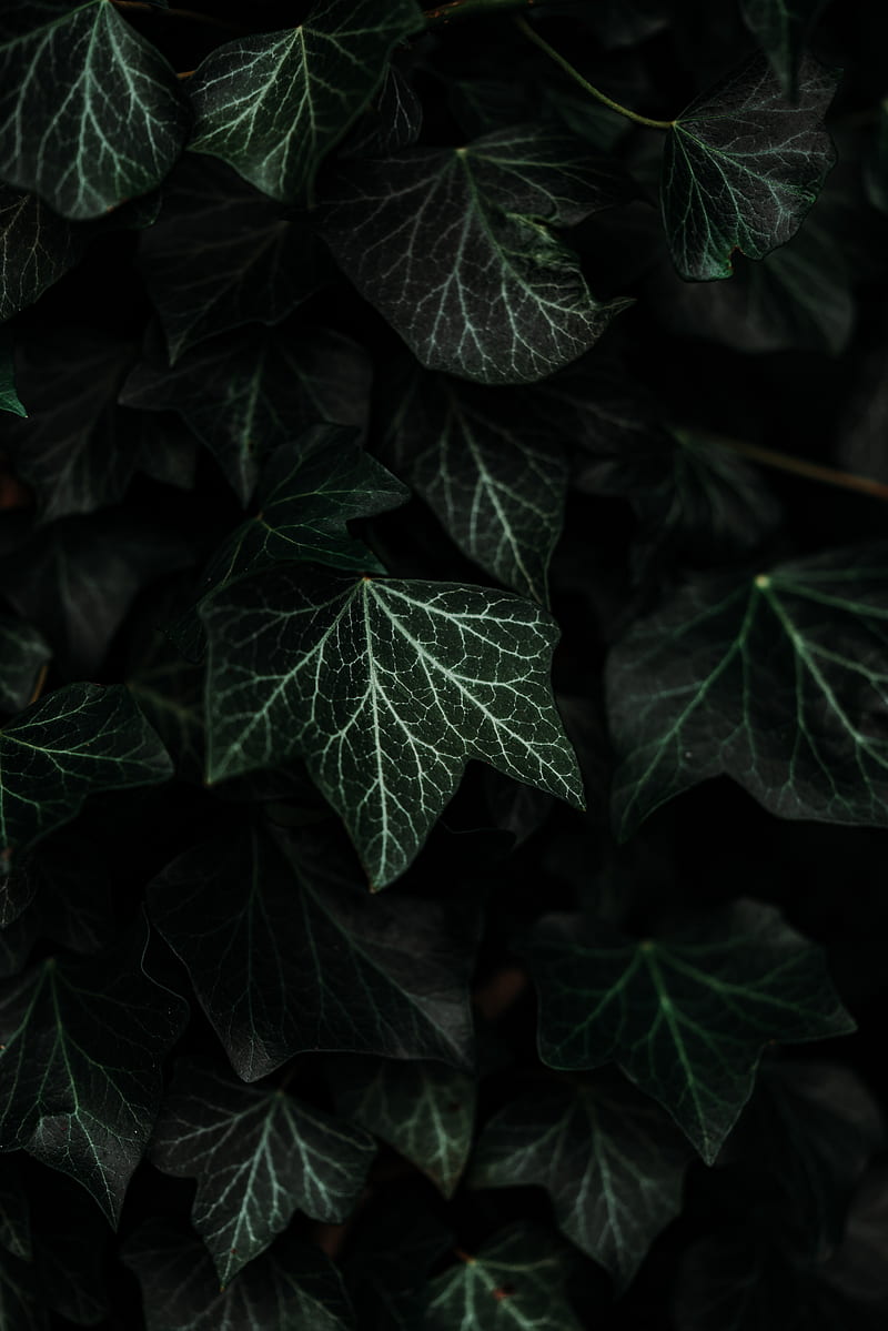 leaves, plant, green, dark, bush, HD phone wallpaper