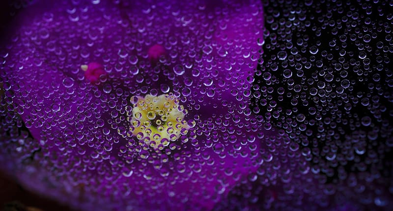 violet, flower, petals, drops, moisture, HD wallpaper