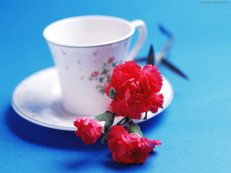 Tea Time, red, flowers, bonito, carnations, teacup, HD wallpaper
