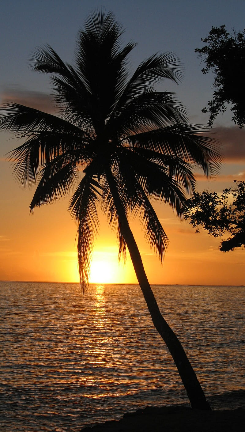 Palm Tree Sunset, beach, florida, ocean fiji, palm tree, warm, HD phone  wallpaper | Peakpx