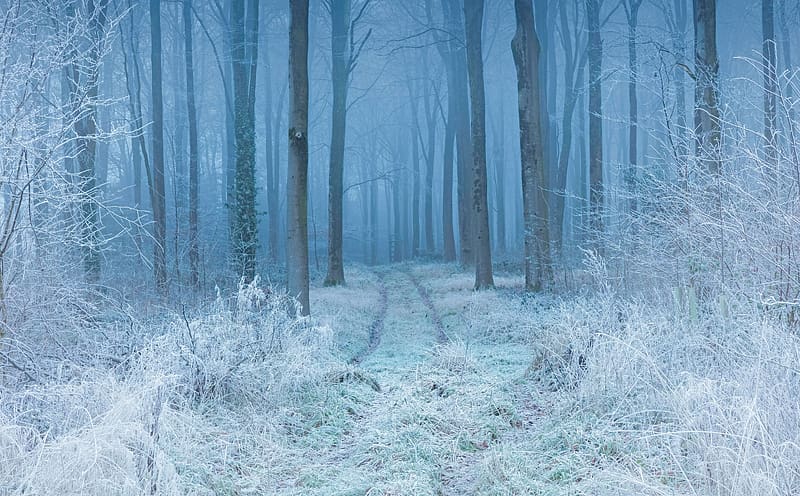Frozen Forest Ultra, Seasons, Winter, Magic, Nature, Trees, Forest, Cold, HD wallpaper