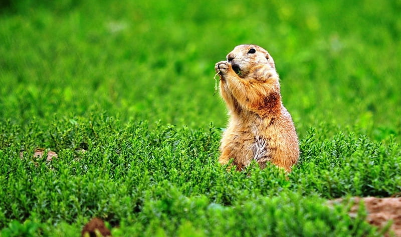 Marmot, grass, feet, animal, HD wallpaper