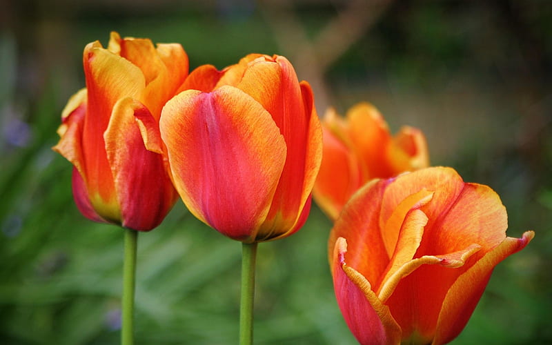 tulips flowers buds-Flowers, HD wallpaper