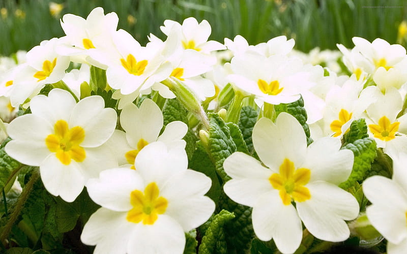 White petals-Seasonal flowers, HD wallpaper
