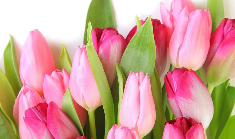 Tulipanes, con amor, tulipanes rosados, flores, naturaleza, tulipán, Fondo  de pantalla HD | Peakpx