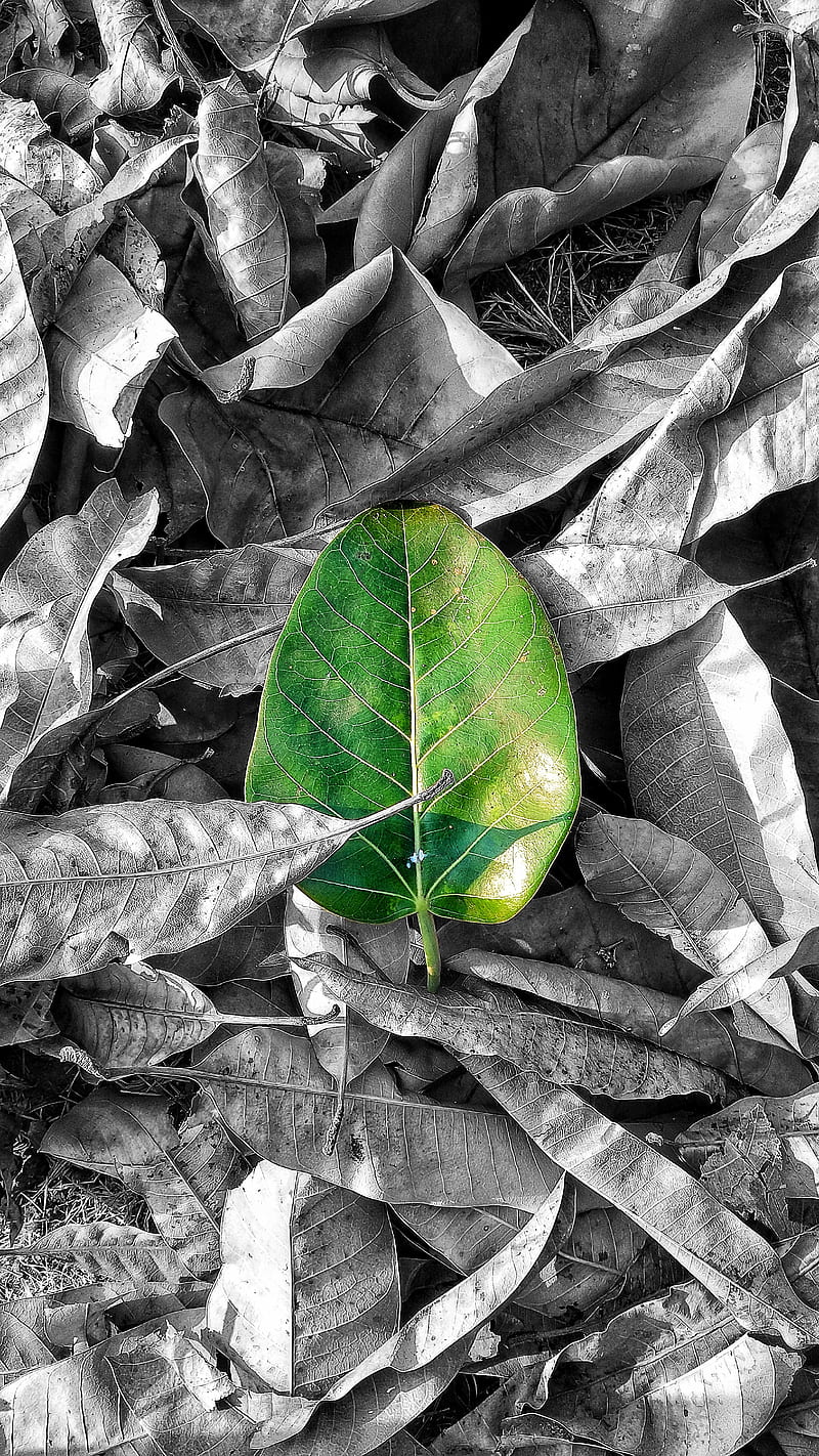 Black and white, clour, colours, leaf, leaves, nature, graphy, HD phone wallpaper
