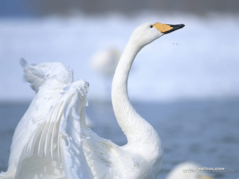swan duck, pretty, water, white, duck, HD wallpaper