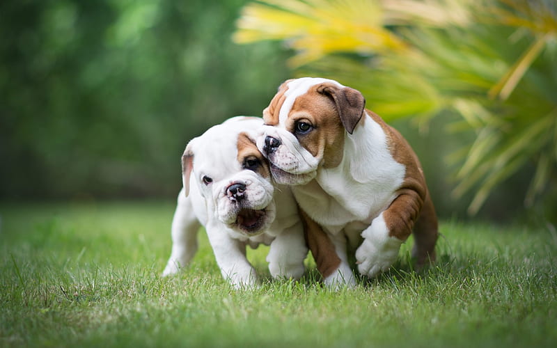 English bulldogs, little puppies, green grass, cute animals, pets, bulldogs, puppies, dogs, HD wallpaper