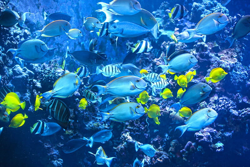 Beautiful marine fish while snorkel snorkelling scuba dive diving off Bora Bora tropical island blue lagoon Tahiti Polynesia, polynesia, reef, dive, fish, colourful, french, snorkel, bonito, sea, atoll, lagoon, bora bora, marine, polynesian, blue, scuba, huahine, islands, warm, ocean, hawaii, pacific, coral, snorkeling, diving, south, school, water, society, island, tahiti, tropical, HD wallpaper