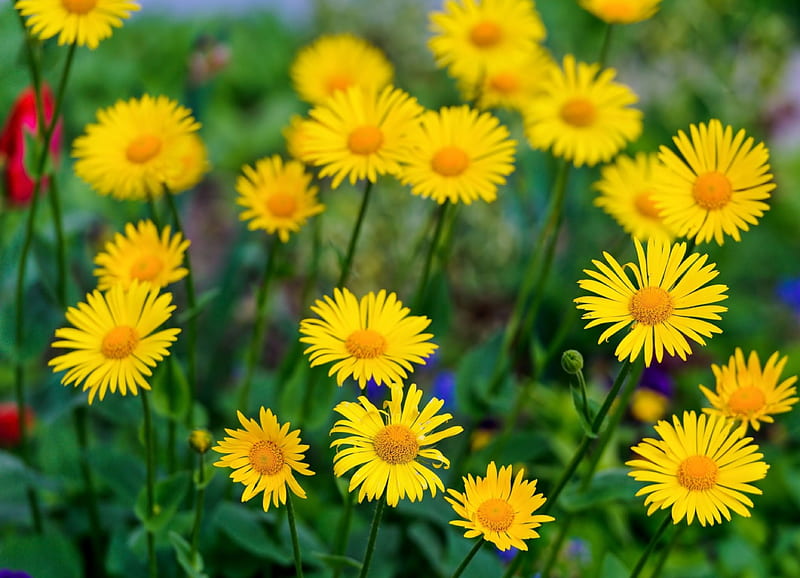 *** Yellow Flowers ***, flower, flowers, yellow, nature, field, meadow, HD wallpaper