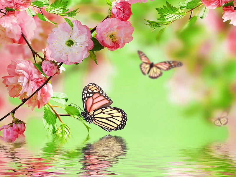 Spring background, background, spring, tree, butterfly, blossoms, flowering, reflection, blooming, branches, pink, HD wallpaper