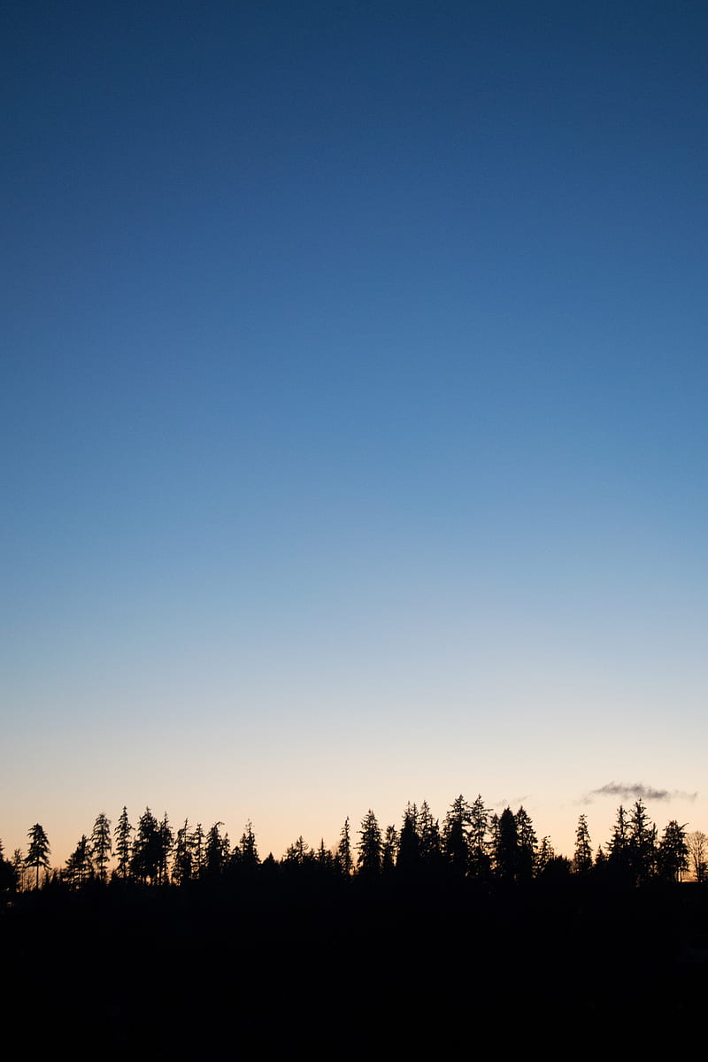 trees, twilight, outlines, dark, horizon, HD phone wallpaper