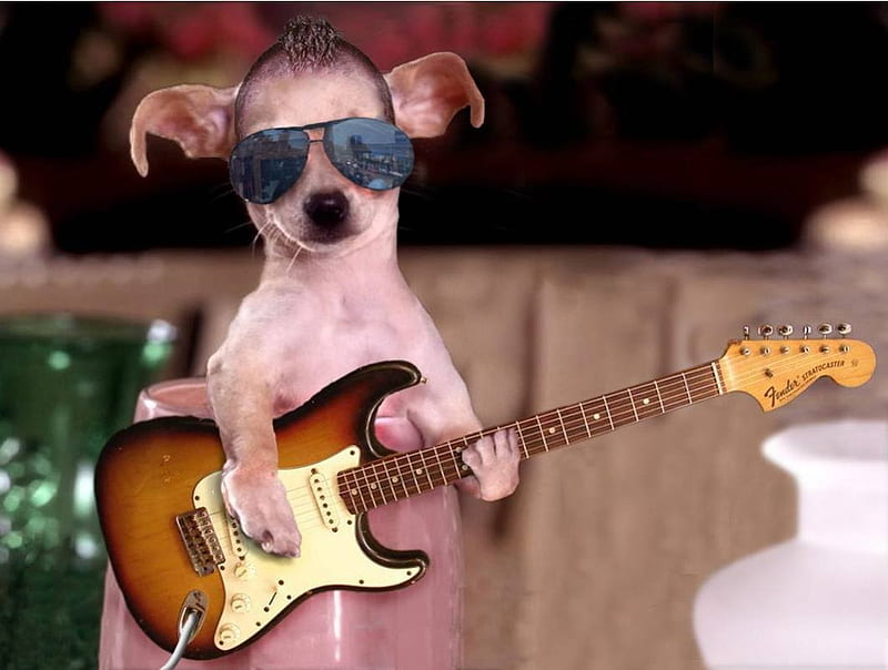 Guitar Star, sunglasses, playing guitar, dog, HD wallpaper