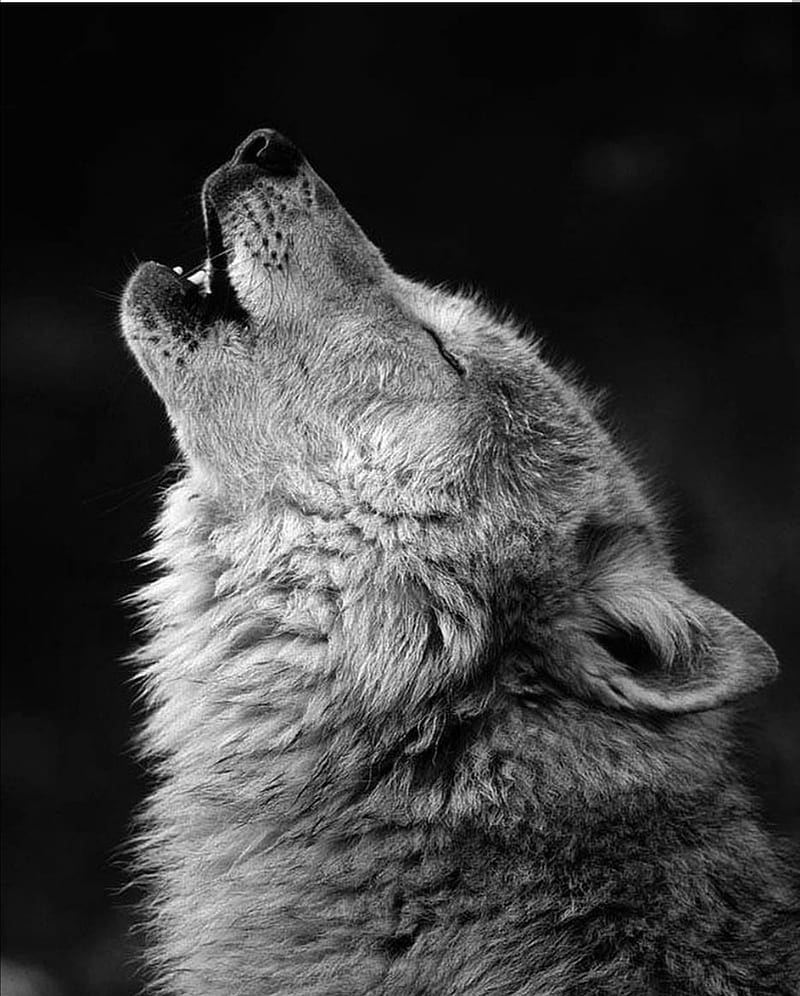 Wolf howling , howl, wolf, HD phone wallpaper