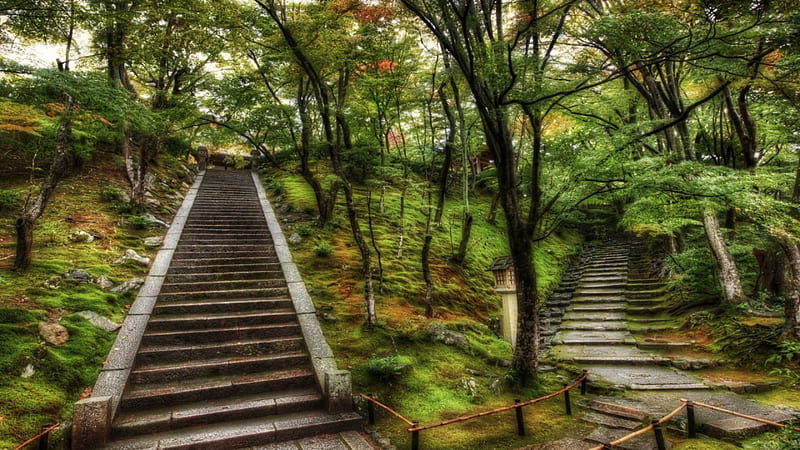 old and new stairs in a park, moss, park, trees, steps, HD wallpaper