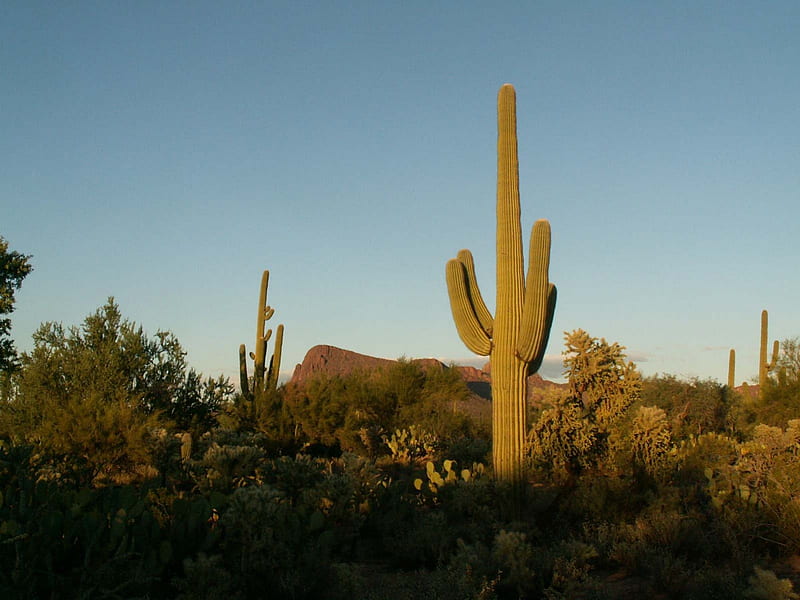 Saguaro National Park, Arizona, saguaro, arizona, national, park, cactus, sky, bushes, plants, nature, HD wallpaper