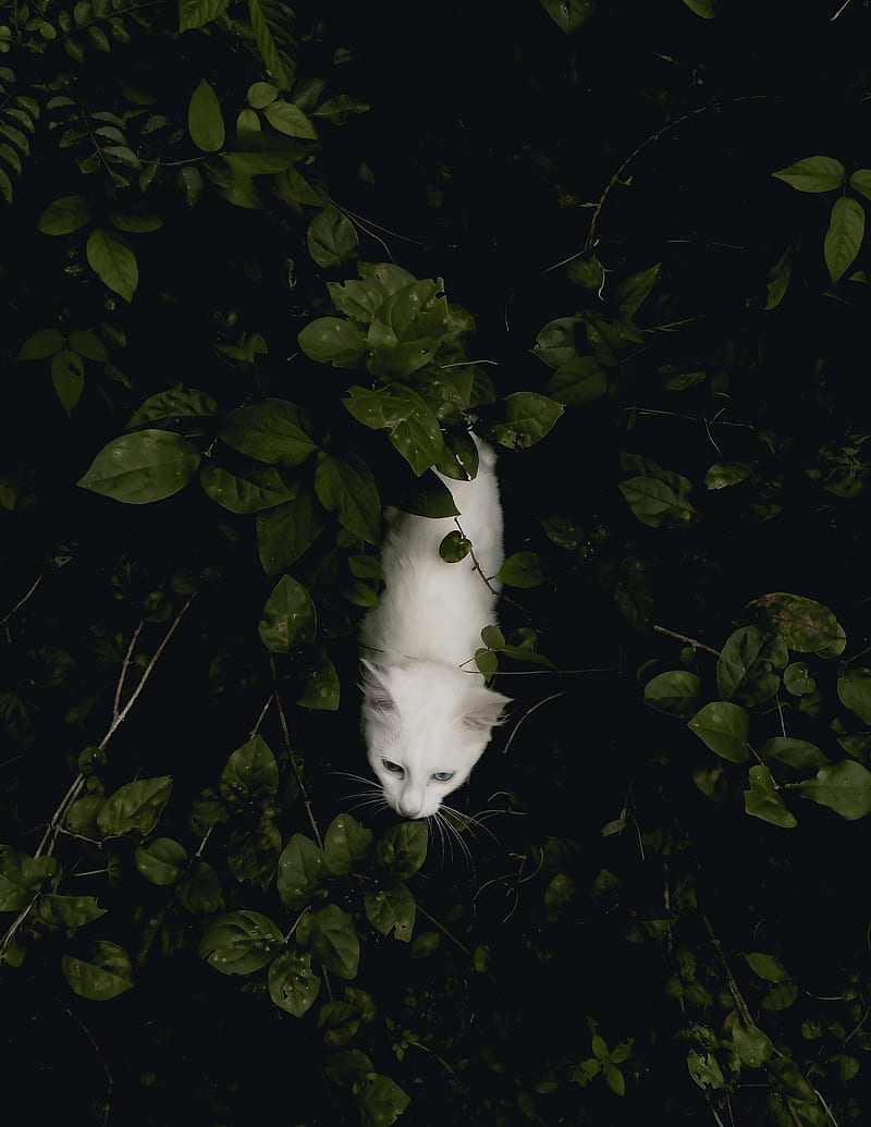 white cat, walking, bushes, bicolored eyes, heterochromia, Animal, HD phone wallpaper