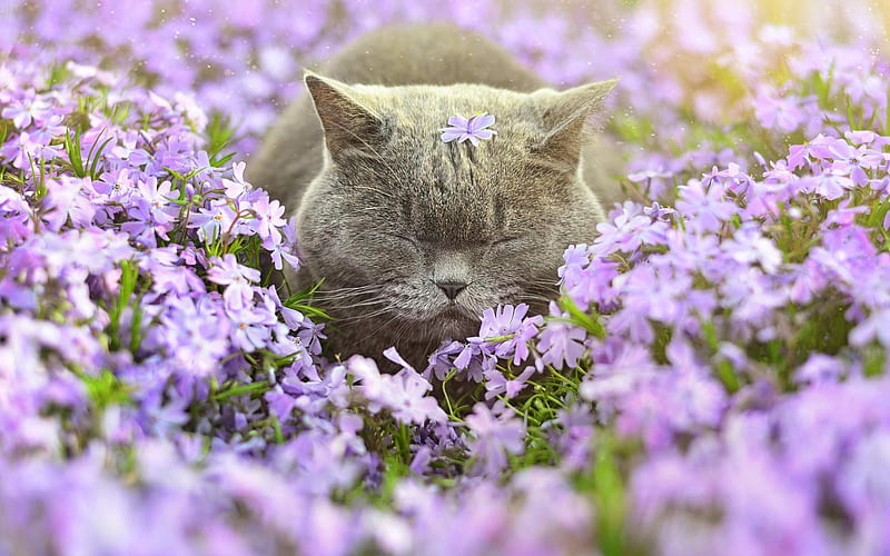 british, grey cat, glade, flowers, cats, HD wallpaper