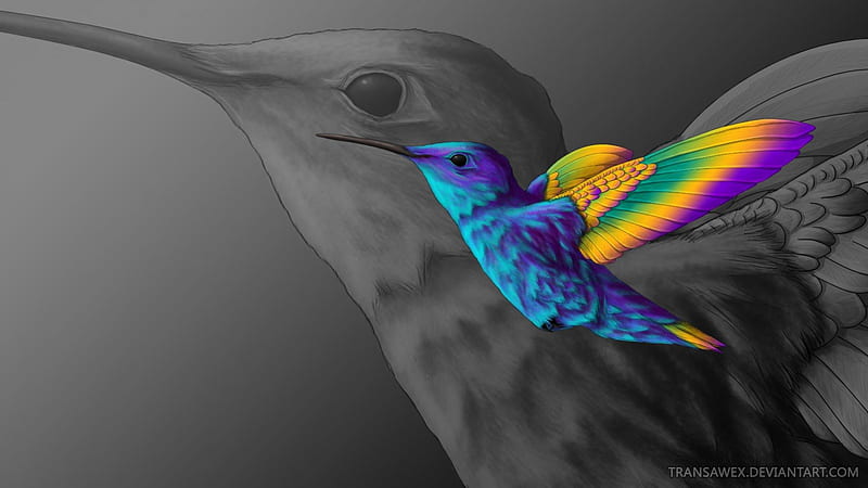 humming bird, hummers, colorful, birds, HD wallpaper