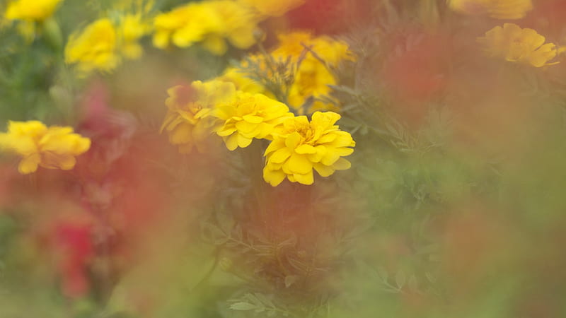 2100 French Marigold Stock Photos Pictures  RoyaltyFree Images   iStock  Calendula