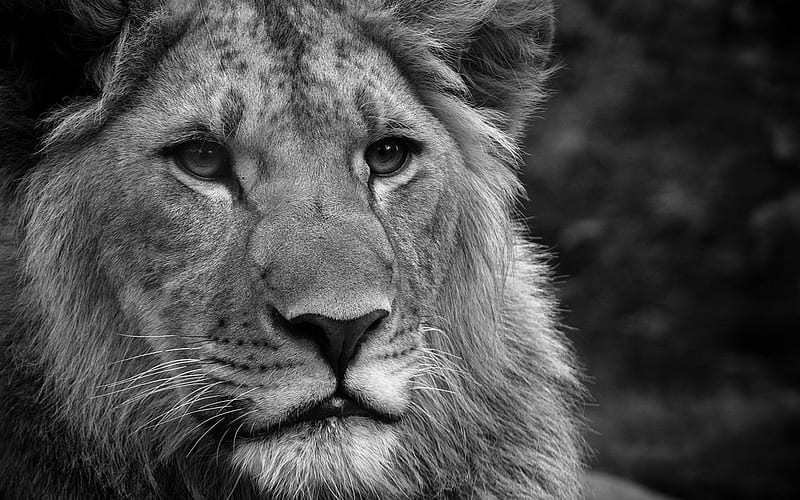 NICE BLACK AND WHITE KING, amazing , tiger, lion, 3d, cool, good wow, HD wallpaper
