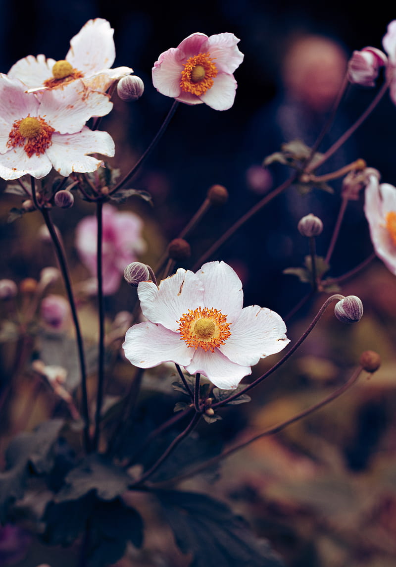 anemone, flower, white, plant, bloom, HD phone wallpaper