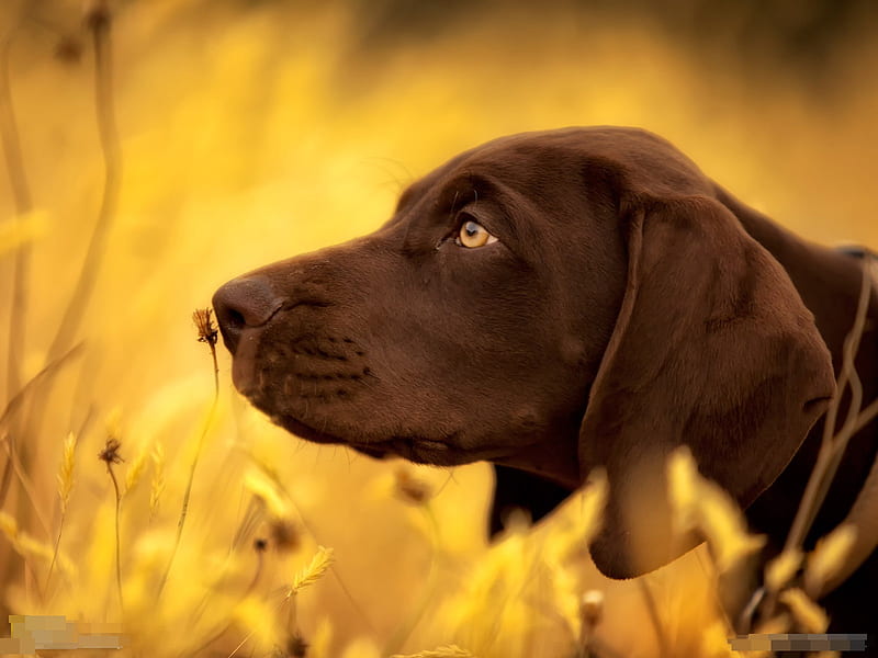Loving Nature, pointer, flowers, sniffing, puppy, HD wallpaper