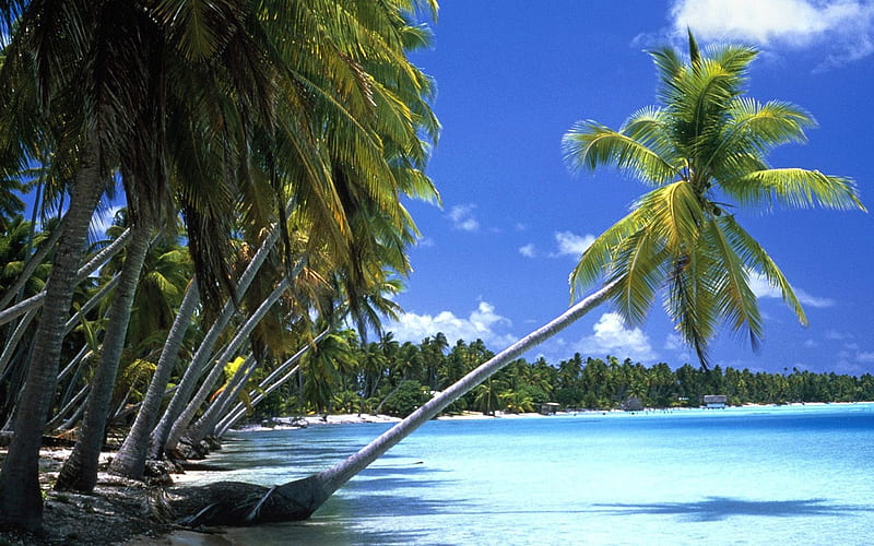 Tahiti palm tree, HD wallpaper