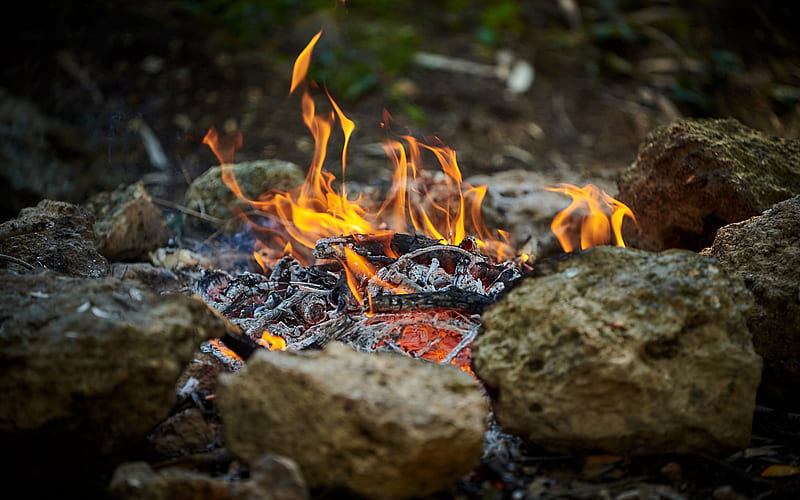 bonfire, flame, fire, forest, burning bonfire, stones, HD wallpaper