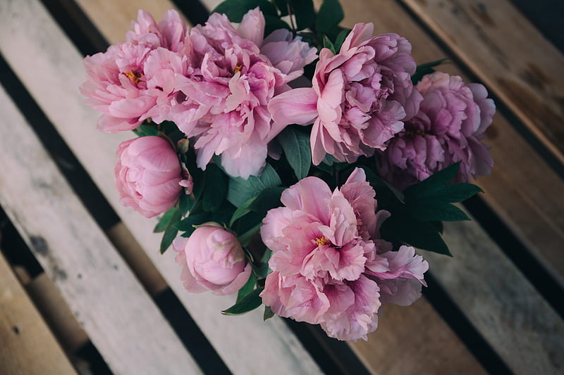 pink carnation flower arrangement on bench, HD wallpaper