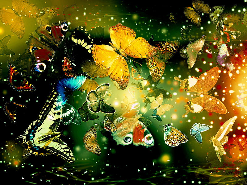 Butterflies, big, different, color, small, many, HD wallpaper | Peakpx