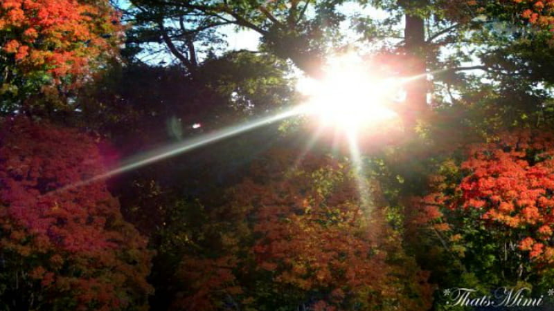 ~*~ Morning Light In My Back Yard ~*~, beautiful fall, autumn, trees, sun light, HD wallpaper