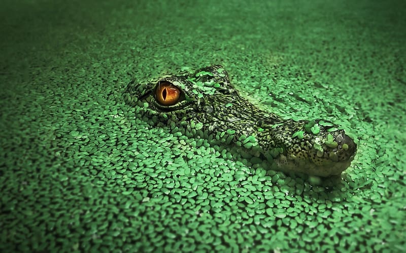 Crocodile, herpetology, reptiles, animals, zoology, HD wallpaper