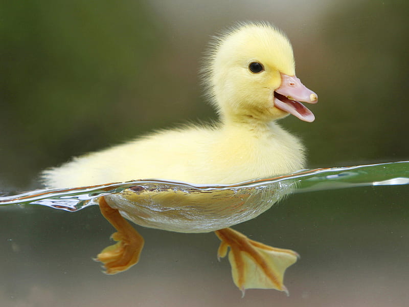 Little duck, nature, water, duck, animal, HD wallpaper