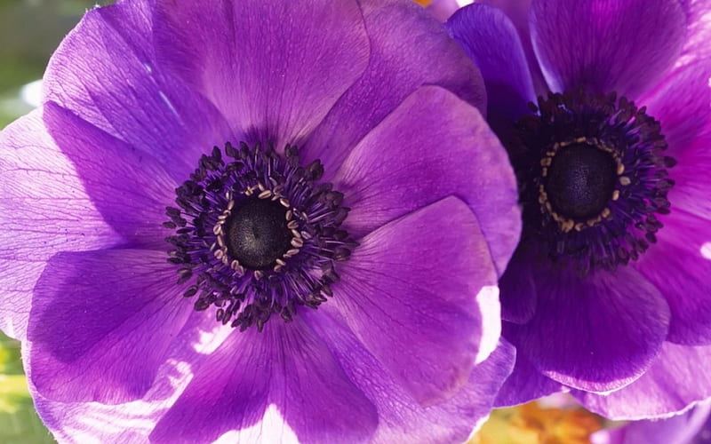Amapola púrpura, amapola, flor, pétalos, púrpura, Fondo de pantalla HD |  Peakpx
