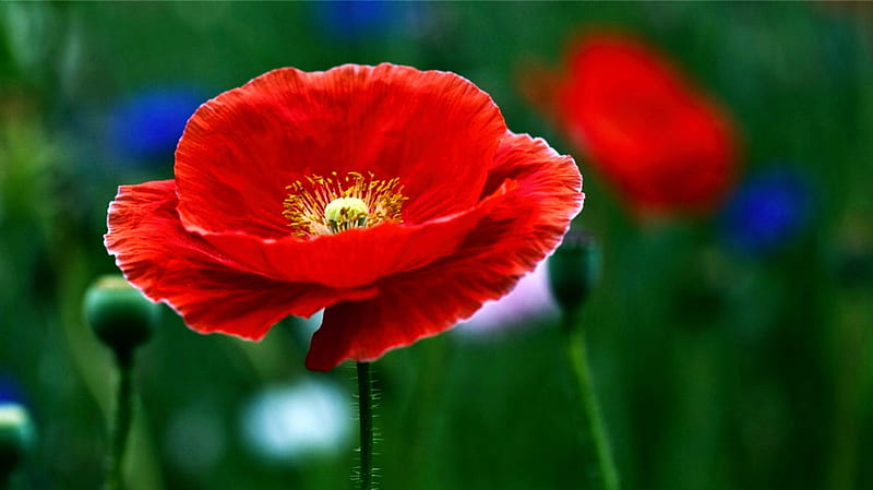 Poppy, red, blossom, garden, petals, bud, HD wallpaper